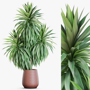 Yucca 3D Modelos para Baizar | TurboSquid