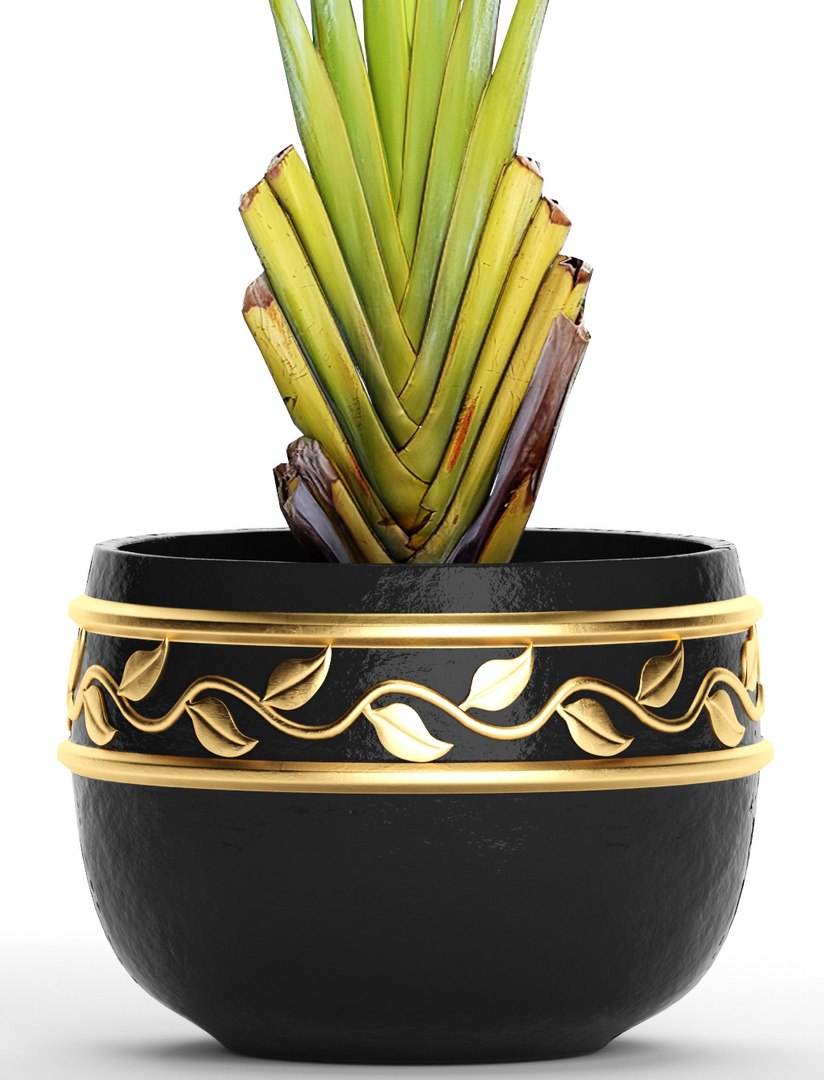 3D ravenala palm https://p.turbosquid.com/ts-thumb/Ay/XKY2Nb/7IqtZaed/ravenalabush1003/jpg/1505985019/1920x1080/fit_q87/70c843d0f13e51ac32e13fee7db87f063dc97565/ravenalabush1003.jpg