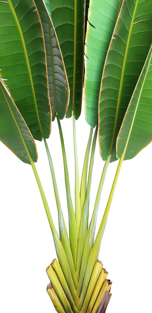 3D ravenala palm https://p.turbosquid.com/ts-thumb/Ay/XKY2Nb/VXgR6AZI/ravenalabush1005/jpg/1505985019/1920x1080/fit_q87/7239e2d50cc9b2c9749b7e6d1b33b9f664f14fc2/ravenalabush1005.jpg