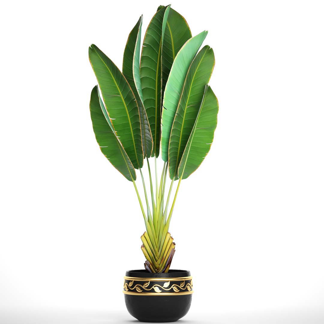 3D ravenala palm https://p.turbosquid.com/ts-thumb/Ay/XKY2Nb/d7L6sHyu/ravenalabush1001/jpg/1505985019/1920x1080/fit_q87/8ccc465cf7ee9880a555390c57160dbe078f7171/ravenalabush1001.jpg