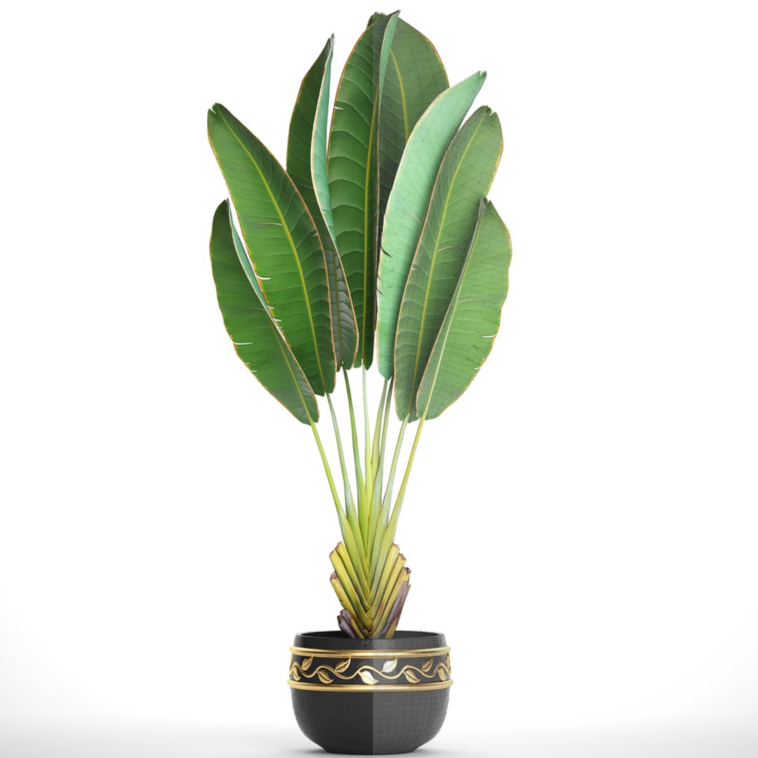 3D ravenala palm https://p.turbosquid.com/ts-thumb/Ay/XKY2Nb/lndQO05s/ravenalabush1007/jpg/1505985019/1920x1080/fit_q87/0525cb2b9326fc6b00da78c416b43840de2f5d51/ravenalabush1007.jpg