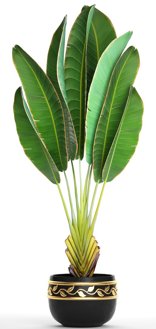 3D ravenala palm https://p.turbosquid.com/ts-thumb/Ay/XKY2Nb/m17hhHnO/ravenalabush1002/jpg/1505985019/1920x1080/fit_q87/deb42faaf9f82186580c8003b1e93007a308c115/ravenalabush1002.jpg