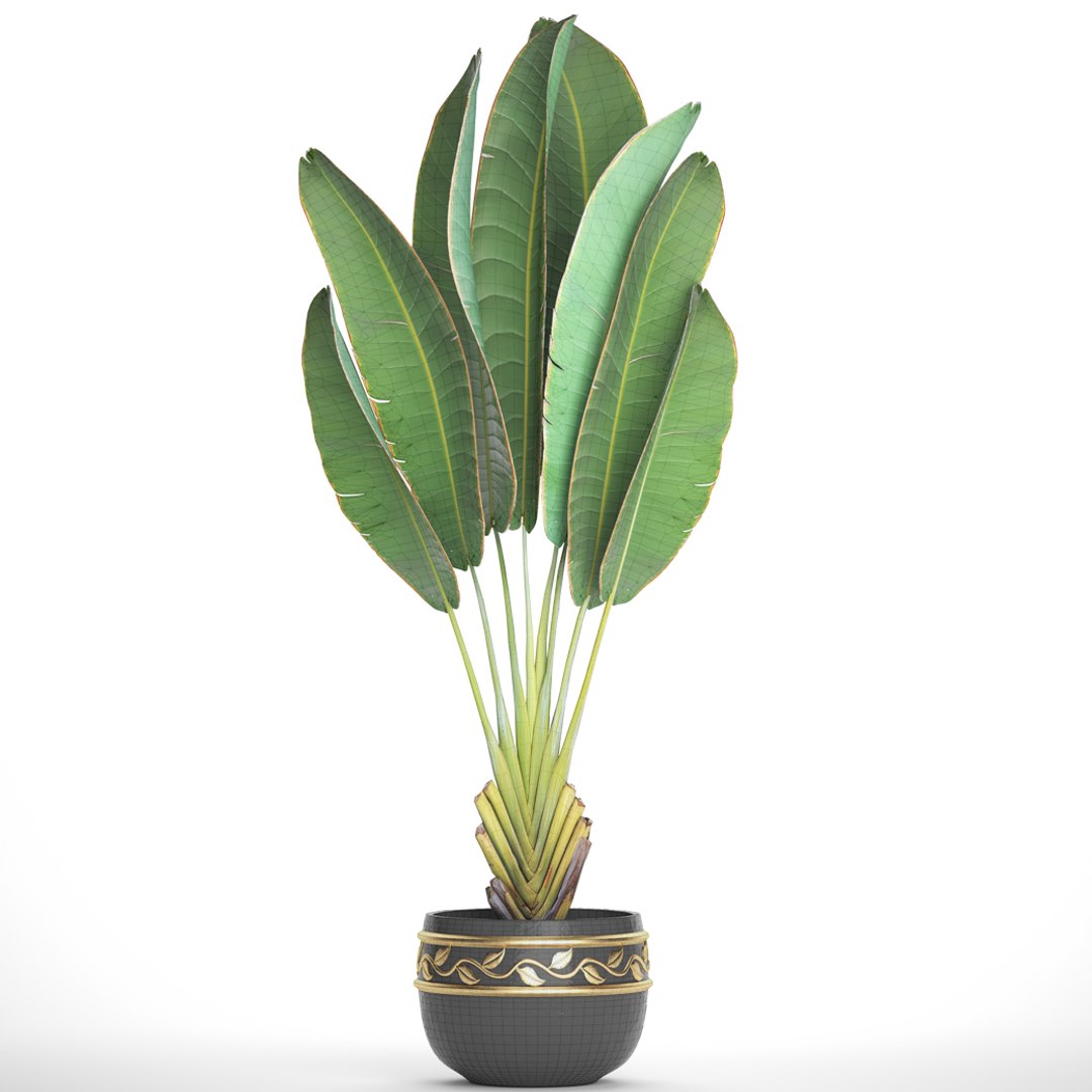 3D ravenala palm https://p.turbosquid.com/ts-thumb/Ay/XKY2Nb/r8YD7ZE1/ravenalabush1008/jpg/1505985019/1920x1080/fit_q87/b1e2bf83c9a49f10f189f748fa052ba0d4e02d94/ravenalabush1008.jpg