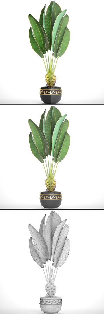 3D ravenala palm https://p.turbosquid.com/ts-thumb/Ay/XKY2Nb/tpYlUFG0/ravenalabush1006/jpg/1505985019/1920x1080/fit_q87/23d98ae7fd25c56e896555cbd9a4e58463e9adea/ravenalabush1006.jpg