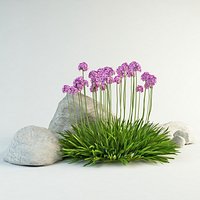 armeria maritima sea thrift