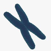 Chromosome