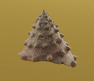 seashell 3D model