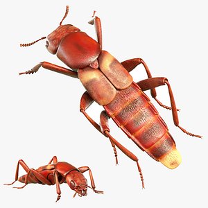 Staphylinidae Rove Beetle Insect