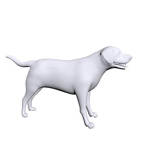 3D labrador labra