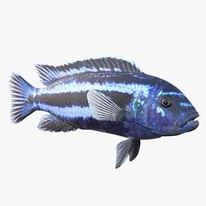 Pseudotropheus Cichlid Fish 3D model