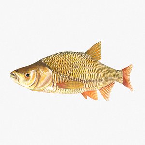 3D Golden Shiner