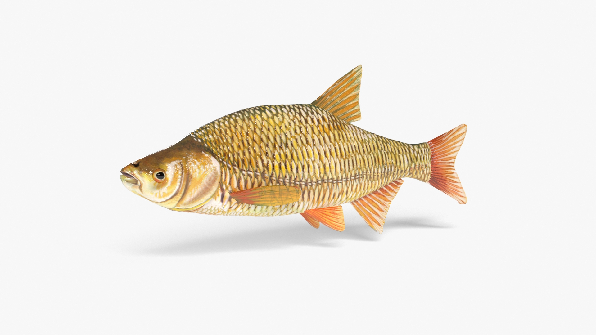 3D Golden Shiner - TurboSquid 2072528