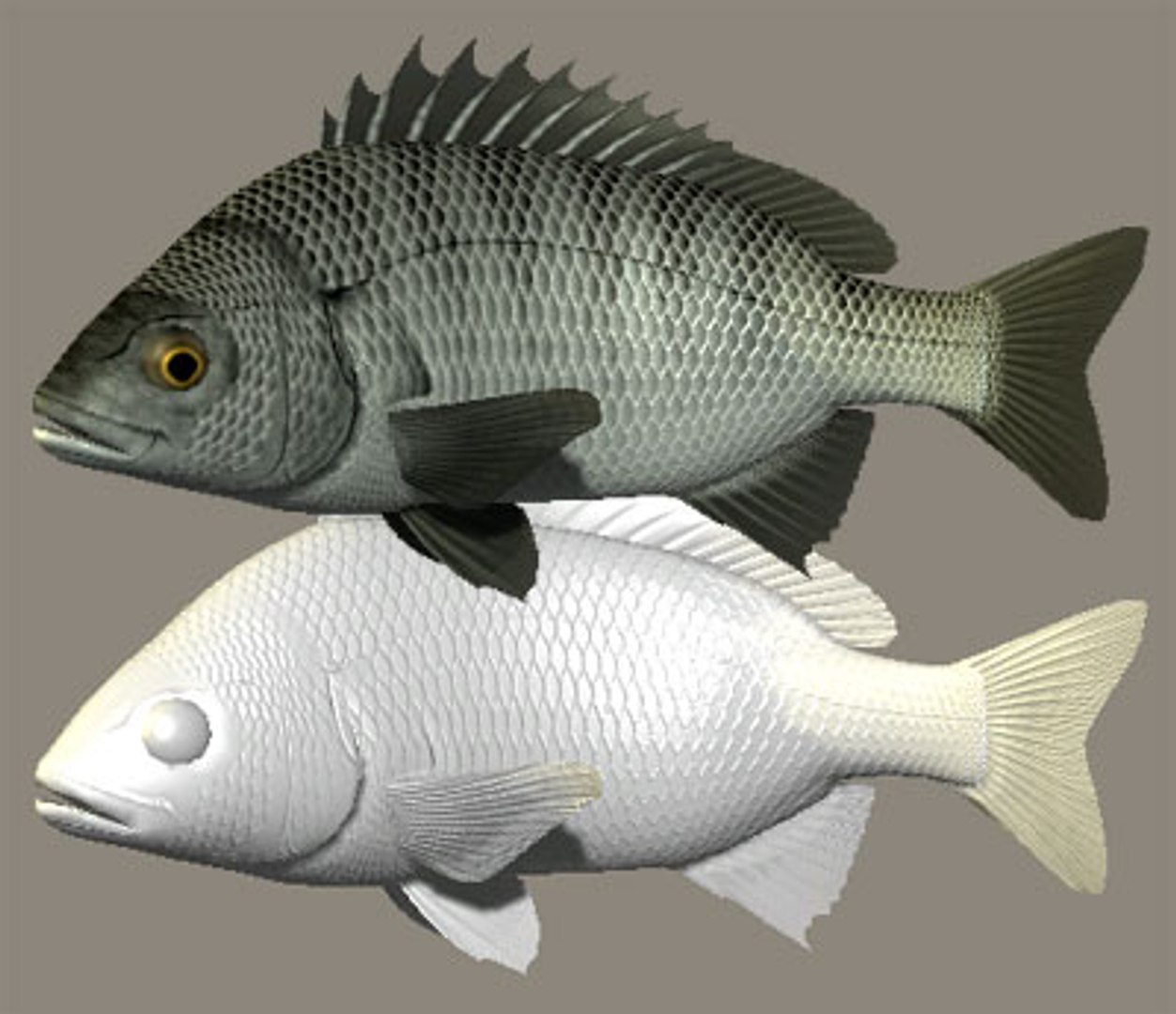 3d 3ds black porgy https://p.turbosquid.com/ts-thumb/Az/DXv1ts/HWTm8Dm7/kurodaia/jpg/1095223891/1920x1080/fit_q87/e0691791ce610b79a3422a1028f6ddf5cddb7f97/kurodaia.jpg