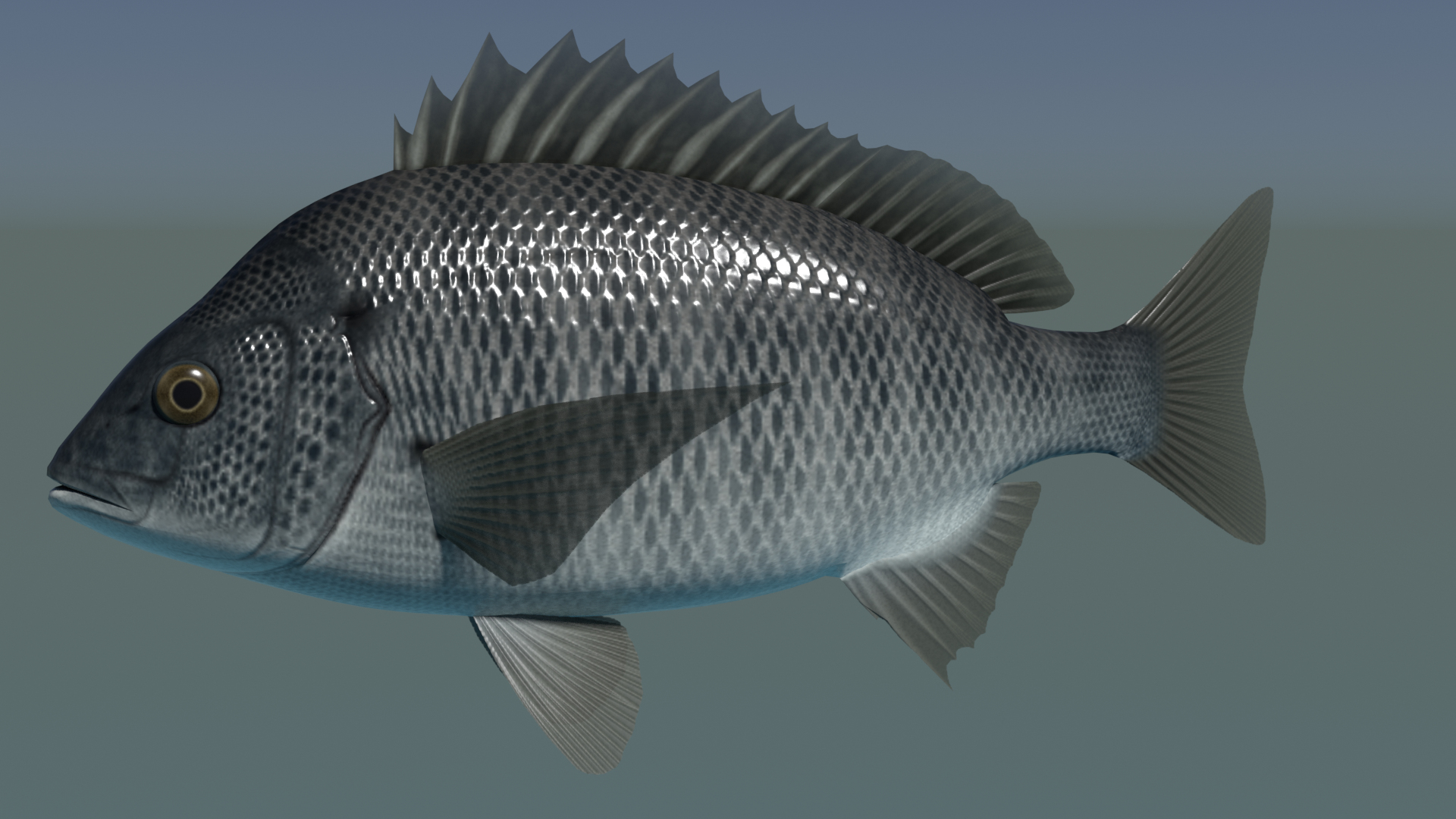 3d 3ds black porgy https://p.turbosquid.com/ts-thumb/Az/DXv1ts/ZH/turntable/png/1622461218/1920x1080/turn_fit_q99/bbdbb4f19963c8f12d6446b4e09bef287cfcd0e0/turntable-1.jpg