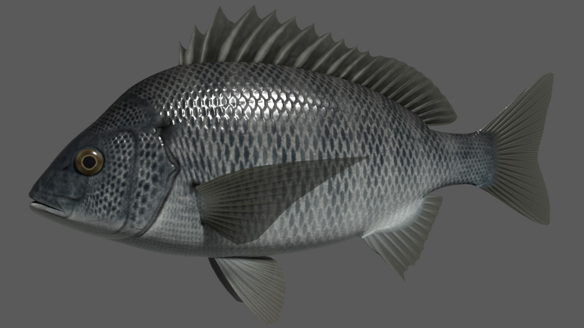 3d 3ds black porgy https://p.turbosquid.com/ts-thumb/Az/DXv1ts/pF/kurodaiimage/png/1622461134/1920x1080/fit_q87/4d7192dc56bfbcf4d41b61ad5c85c9984aabf585/kurodaiimage.jpg