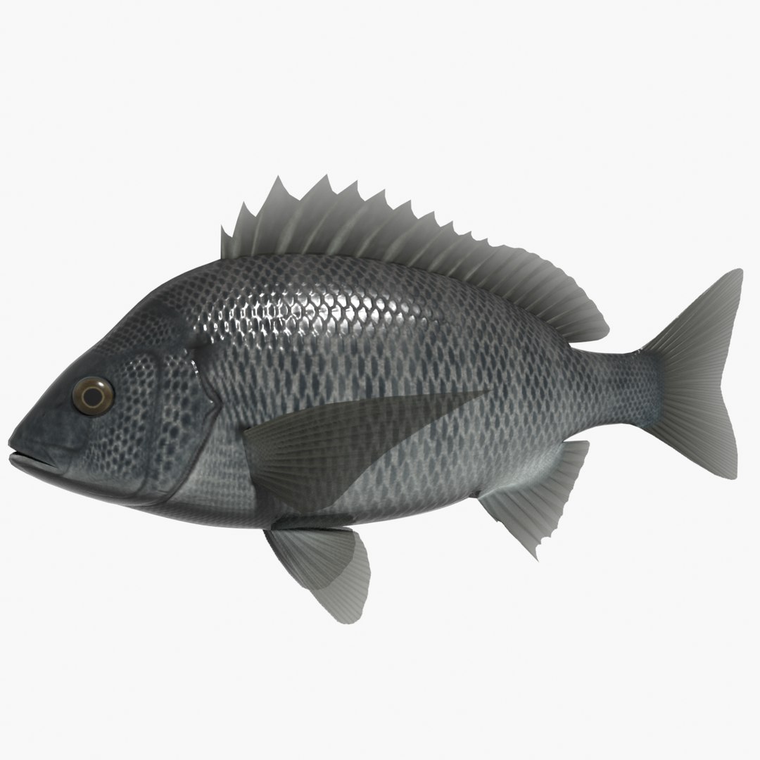 3d 3ds black porgy https://p.turbosquid.com/ts-thumb/Az/DXv1ts/wi/kurodaisearchimage/png/1622461134/1920x1080/fit_q87/4d87b3624f3f60afc376959e276cc54b5d862672/kurodaisearchimage.jpg