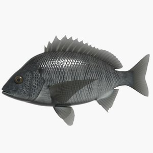 Blackhead seabream