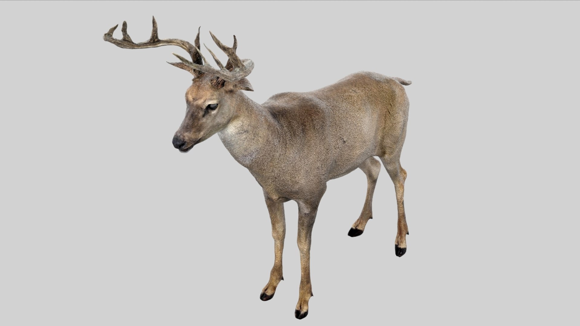 Deer Rigged No fur 3D 3D model https://p.turbosquid.com/ts-thumb/Az/HOEBP0/0n/13/jpg/1755504769/1920x1080/fit_q87/796265856575317e6b26f2c1087d691a515f6bd5/13.jpg