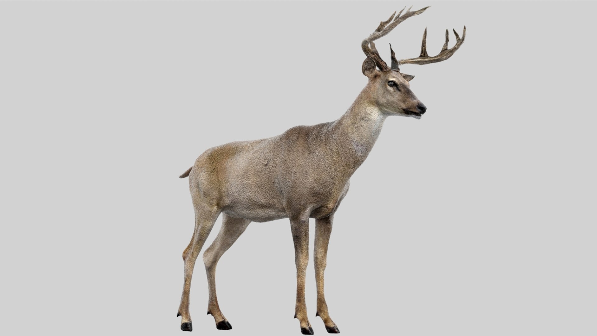 Deer Rigged No fur 3D 3D model https://p.turbosquid.com/ts-thumb/Az/HOEBP0/2D/04/jpg/1755504765/1920x1080/fit_q87/3293e161989155ba5906a226a9fa13fcb4a81249/04.jpg