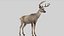 Deer Rigged No fur 3D 3D model