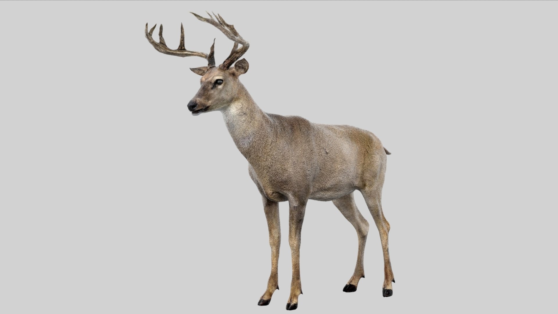 Deer Rigged No fur 3D 3D model https://p.turbosquid.com/ts-thumb/Az/HOEBP0/Ka/11/jpg/1755504769/1920x1080/fit_q87/b20966d44e87ffde98584c6f7e21b629028ee2f2/11.jpg