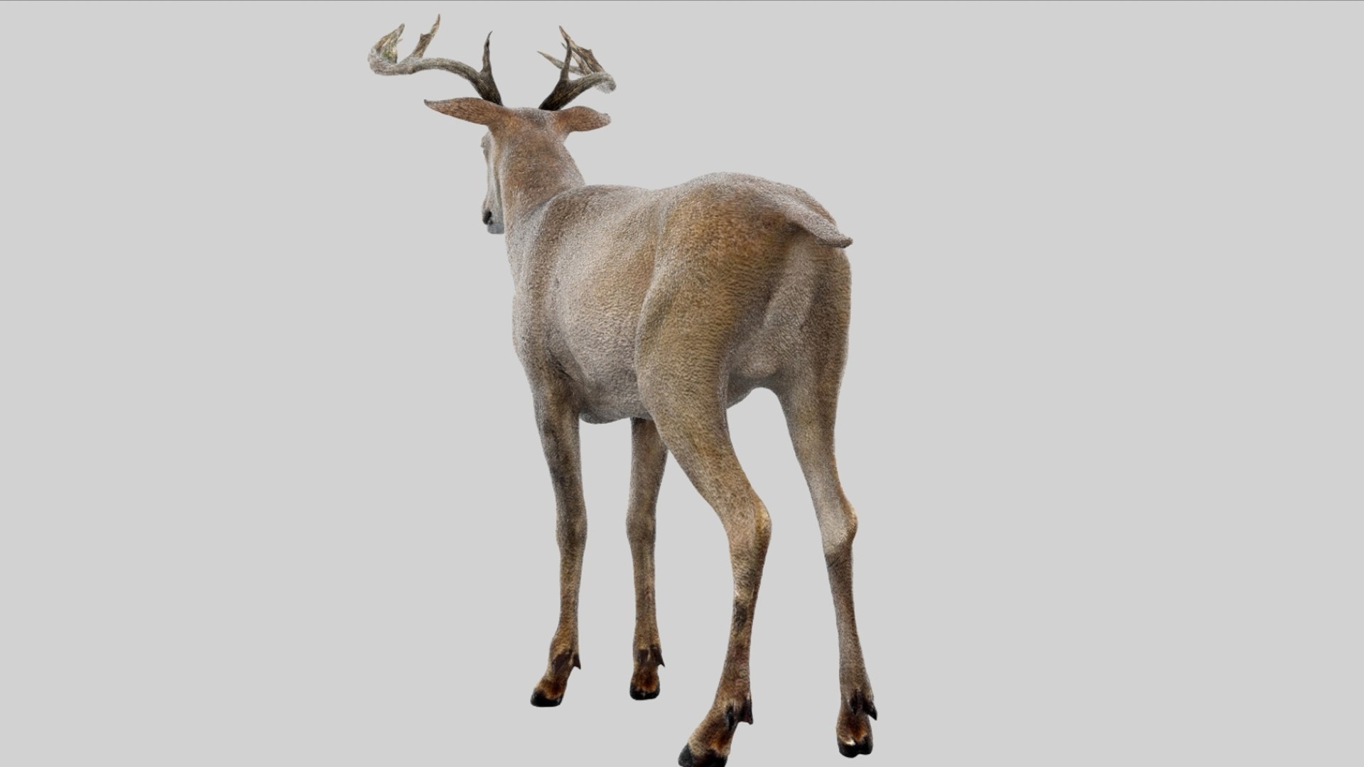 Deer Rigged No fur 3D 3D model https://p.turbosquid.com/ts-thumb/Az/HOEBP0/LG/07/jpg/1755504766/1920x1080/fit_q87/67f682c2c4b6170db23872a60e7094d9bd3ac25c/07.jpg
