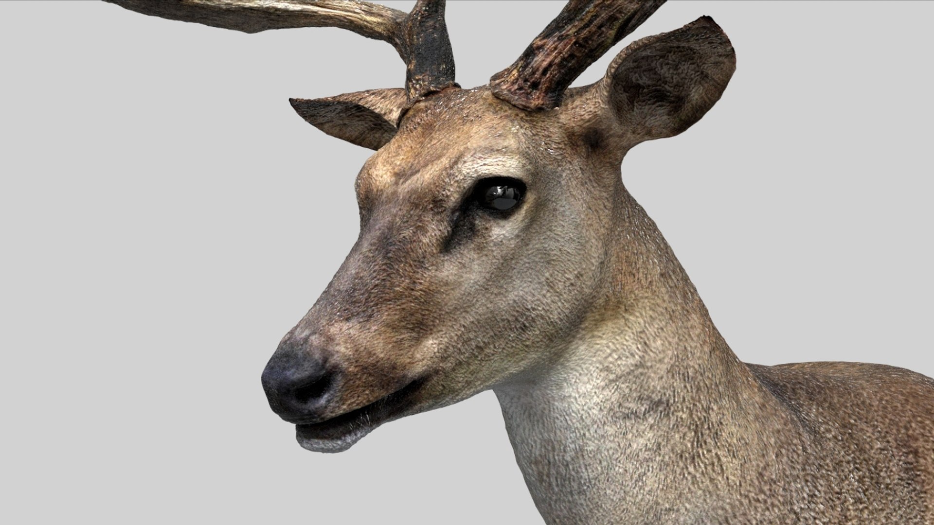 Deer Rigged No fur 3D 3D model https://p.turbosquid.com/ts-thumb/Az/HOEBP0/Vp/10/jpg/1755504768/1920x1080/fit_q87/bc0e012e8b7de1cb9a937dbffdf011975f71eaf9/10.jpg