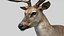 Deer Rigged No fur 3D 3D model