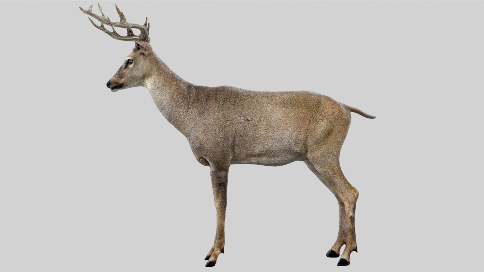 Deer Rigged No fur 3D 3D model https://p.turbosquid.com/ts-thumb/Az/HOEBP0/hI/06/jpg/1755504766/1920x1080/fit_q87/381b0b143924b6b354ac8a1992a78ec324761246/06.jpg