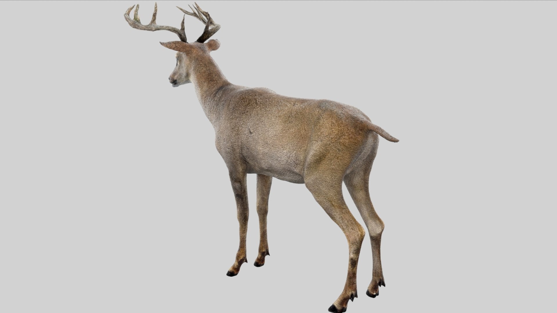 Deer Rigged No fur 3D 3D model https://p.turbosquid.com/ts-thumb/Az/HOEBP0/hU/12/jpg/1755504769/1920x1080/fit_q87/b2fb6c9e01ebd5e88c333a45f651e313c35ea0a8/12.jpg