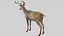 Deer Rigged No fur 3D 3D model