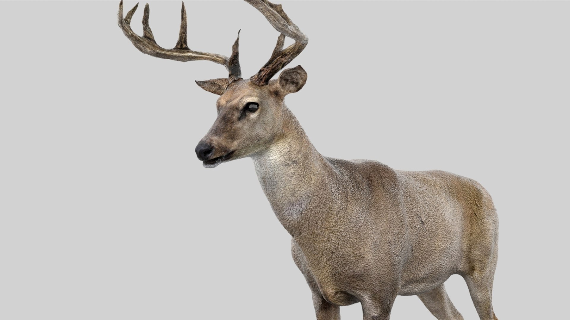 Deer Rigged No fur 3D 3D model https://p.turbosquid.com/ts-thumb/Az/HOEBP0/ki/14/jpg/1755504770/1920x1080/fit_q87/59cb0d9181ed57acdf035b8bf39ea91f1b61bc6e/14.jpg