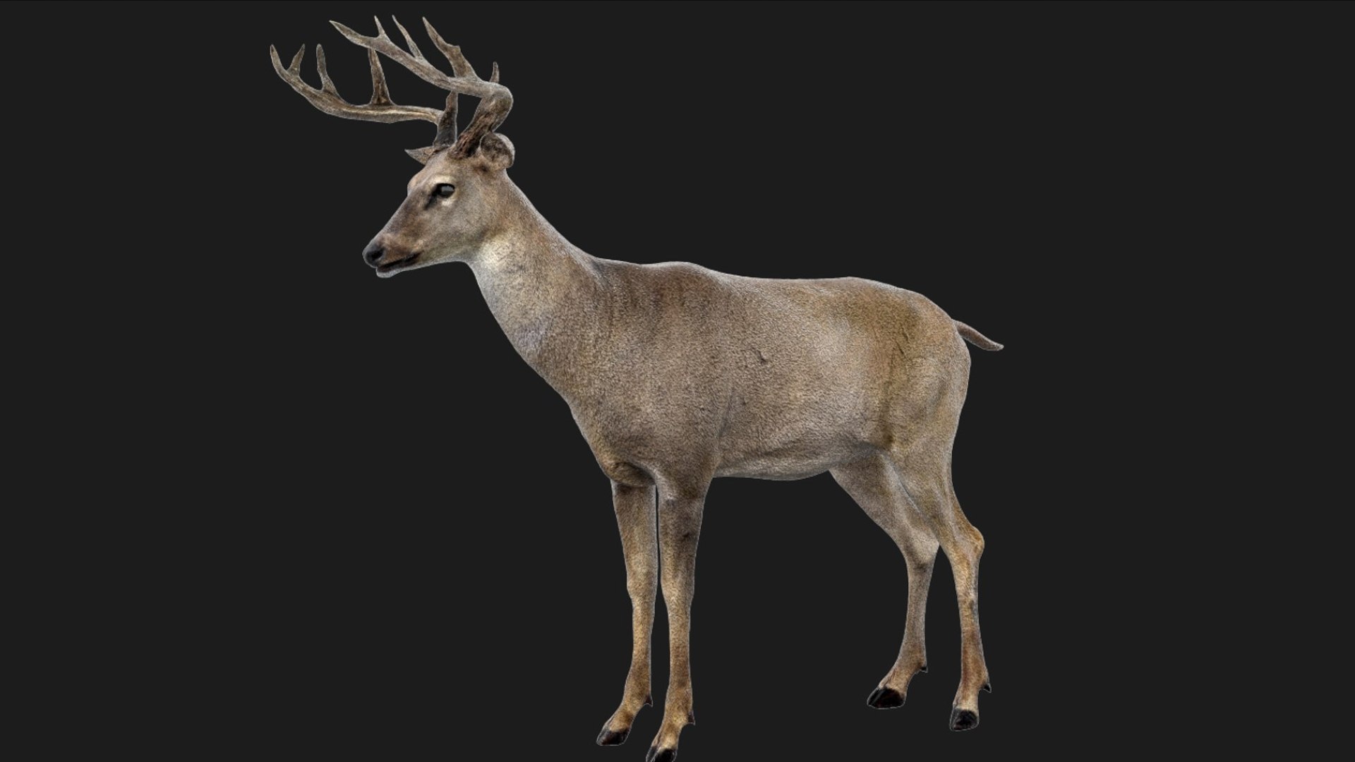 Deer Rigged No fur 3D 3D model https://p.turbosquid.com/ts-thumb/Az/HOEBP0/rD/03/jpg/1755504765/1920x1080/fit_q87/c1a7f46e8c6eb2962c6b70307d0b48cea8f41a36/03.jpg