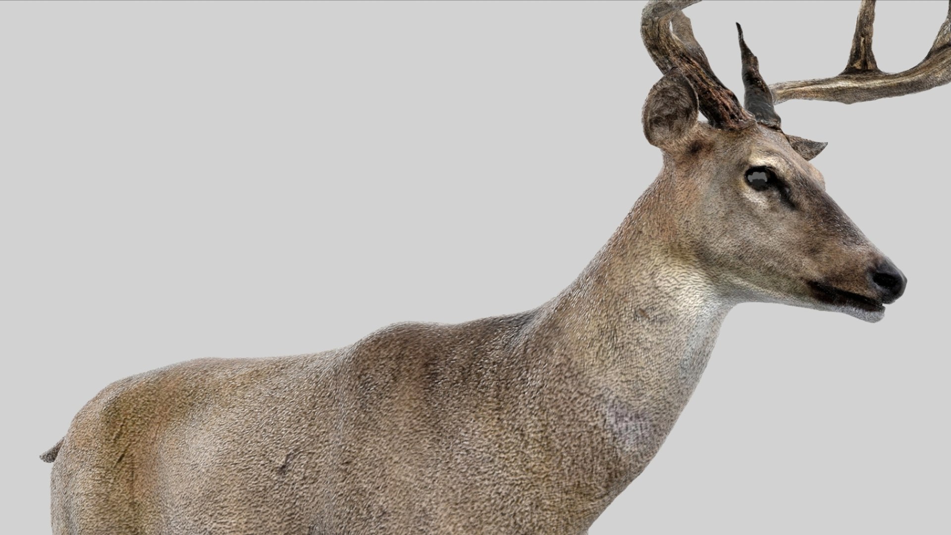 Deer Rigged No fur 3D 3D model https://p.turbosquid.com/ts-thumb/Az/HOEBP0/rQ/09/jpg/1755504768/1920x1080/fit_q87/599508b0f8db0f90c1349c5faf0ba3a95c6c43a3/09.jpg