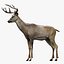 Deer Rigged No fur 3D 3D model