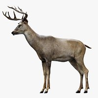 Deer Rigged No fur 3D