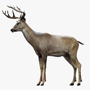 Deer Rigged No fur 3D