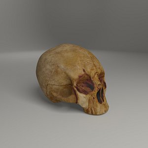 Old skull