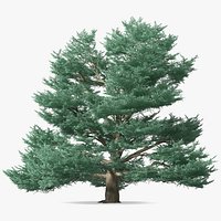 Cedrus Libani Big Blue Tree