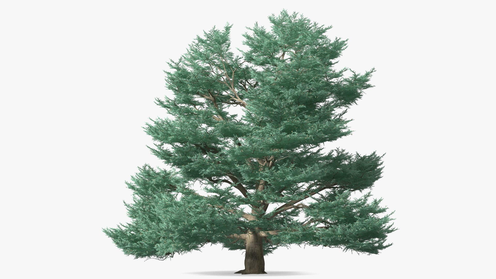 Cedrus Libani Big Blue Tree 3D model preview
