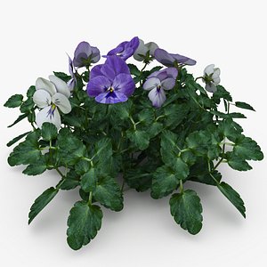 3D violas planting model