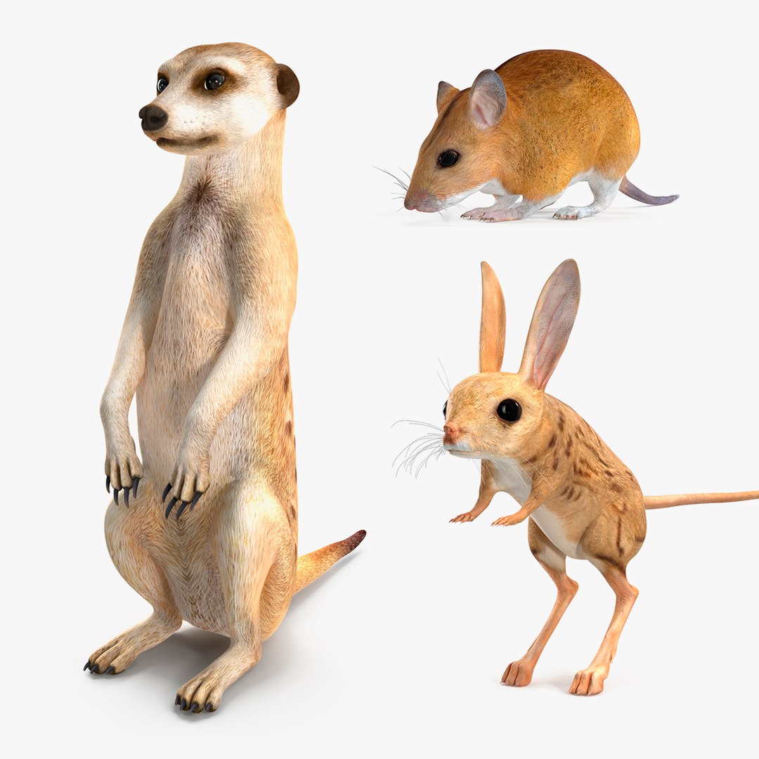 Desert Animals Collection 3D model preview
