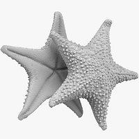 StarFish Statue(high & low poly)