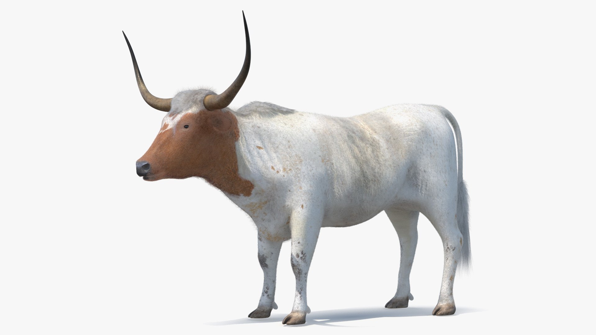 Texas Longhorn White Color Fur 3D model for industrial visualization, technical presentation, simulation, product rendering, and animation