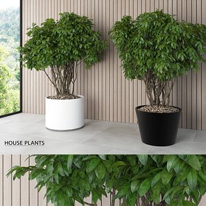 modern house plants 3d model