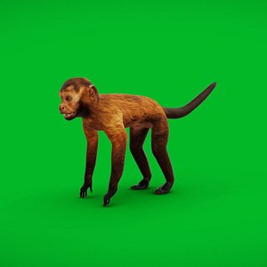 Capuchin Monkey