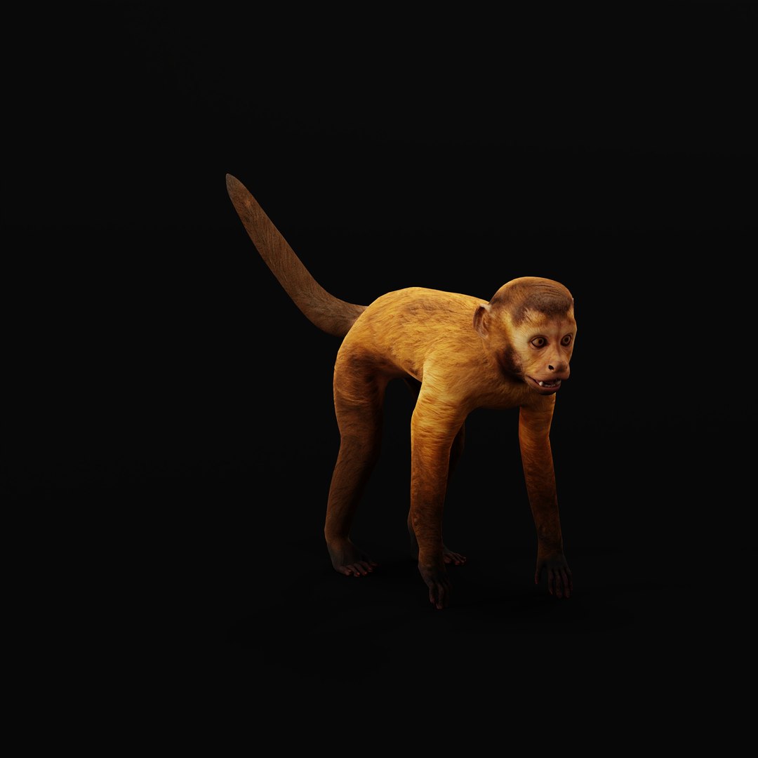 3D Capuchin Monkey - TurboSquid 2373907