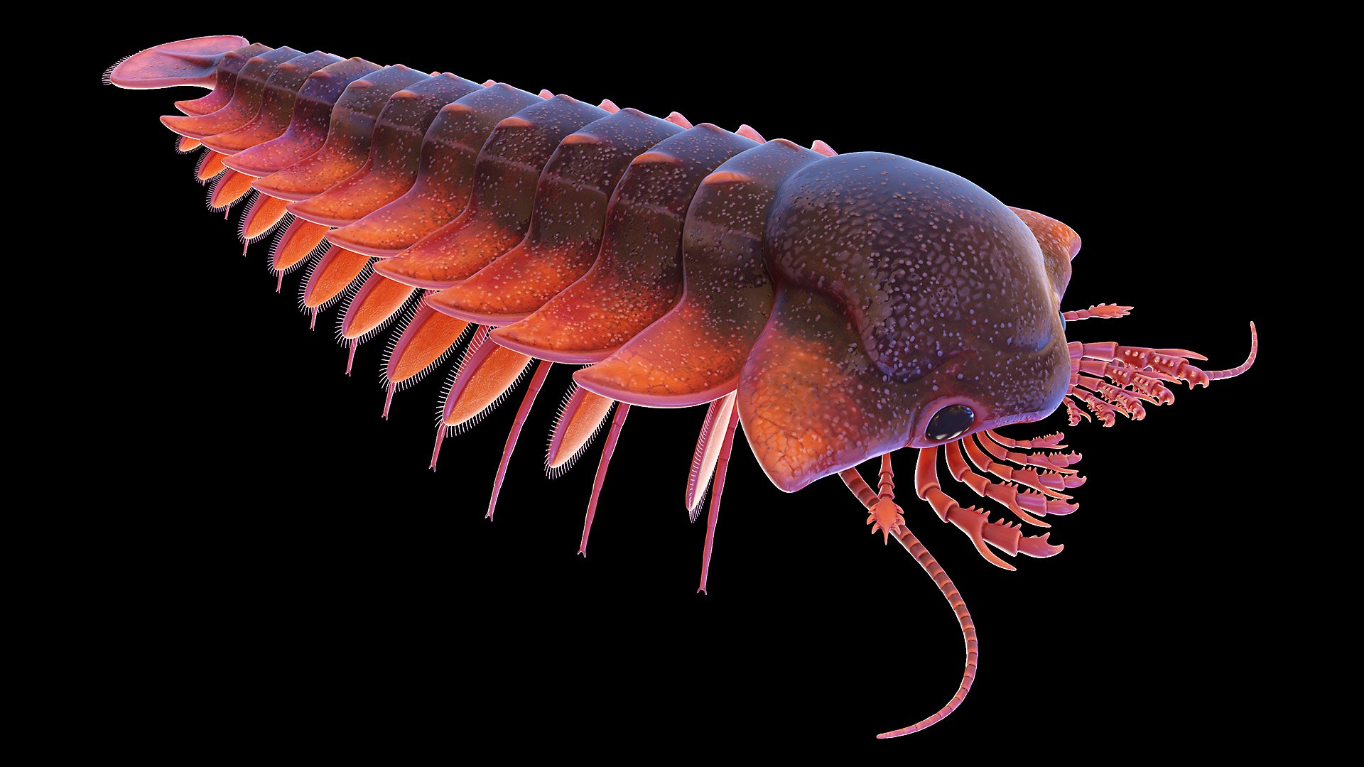 3D Model Sanctocaris Static - TurboSquid 1768786