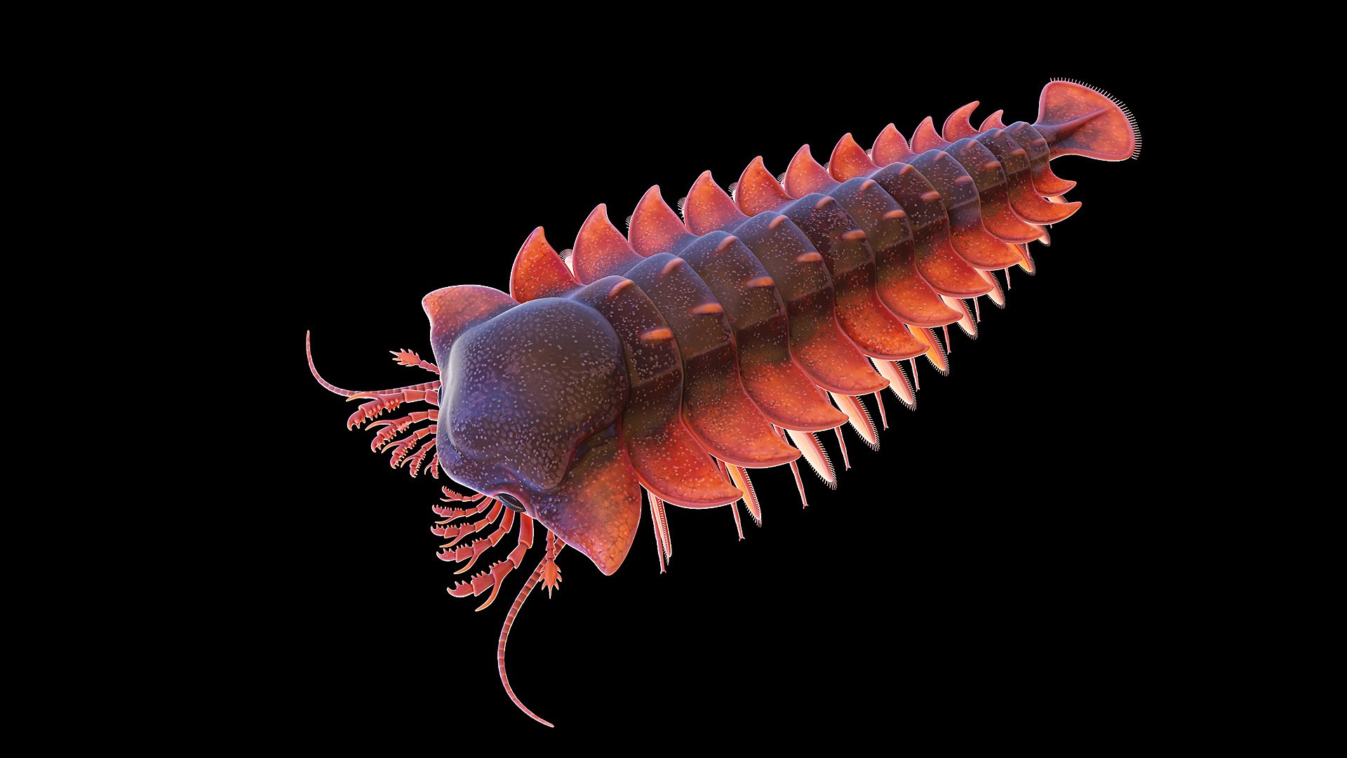 3D Model Sanctocaris Static - TurboSquid 1768786