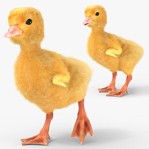 Baby Duckling Fur Rigged For Blender Animated Set